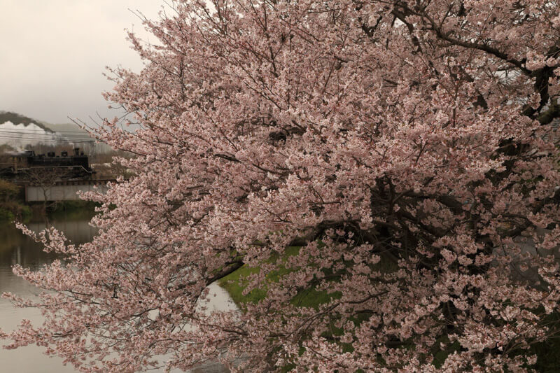 山口市の桜 | 大殿にてＳＬと桜