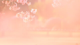 ピンク色の世界 | 桜