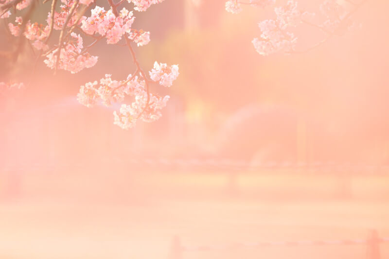ピンク色の世界 | 桜