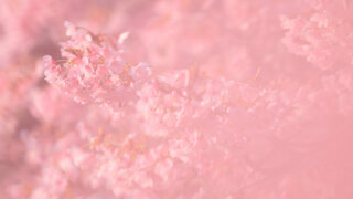 ピンク色の世界 | 桜