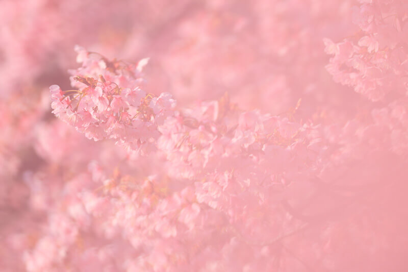 ピンク色の世界 | 桜