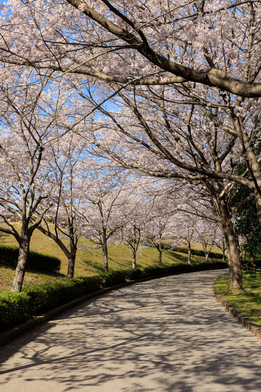 冠山総合公園の桜
