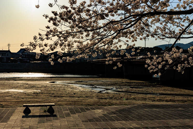 島田川河川公園の桜