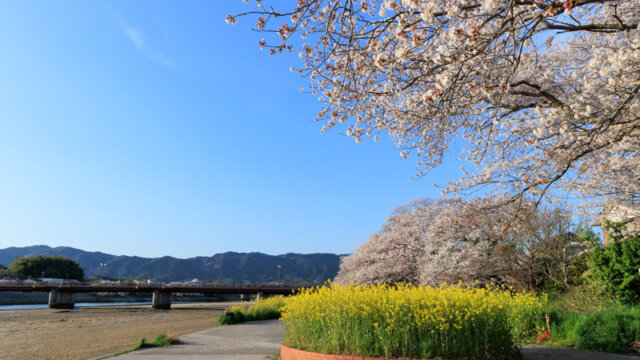 島田川河川公園の菜の花と桜