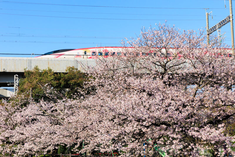周南市東川の桜とハローキティ新幹線