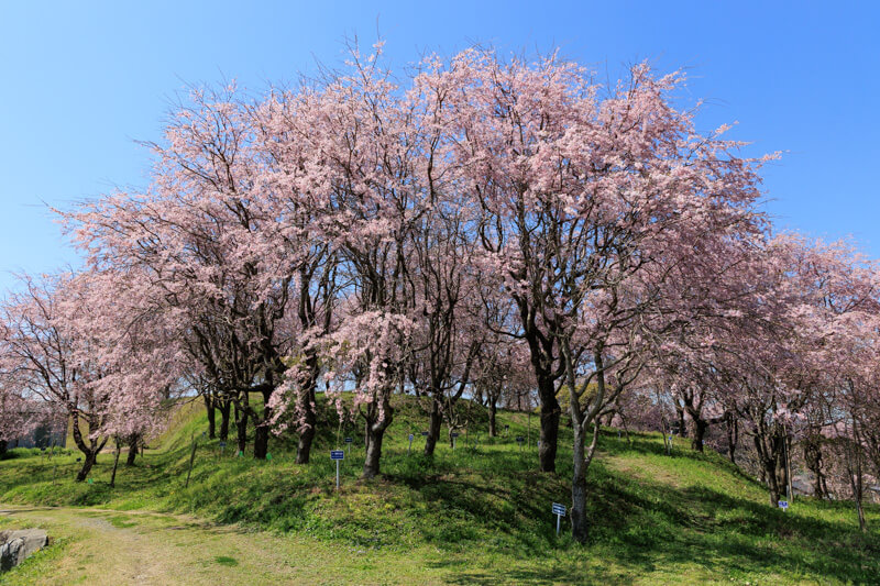 下松市の桜 | 記念の杜