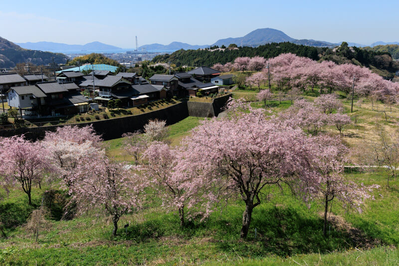 下松市の桜 | 記念の杜