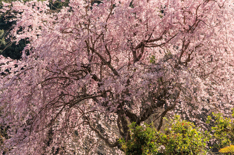 周防大島の桜 | 帯石観音