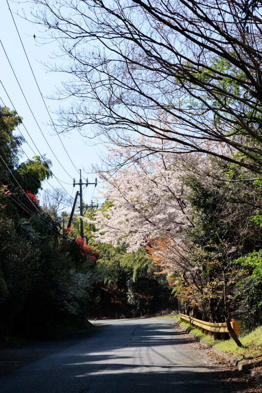 周防大島の桜 | オレンジロード
