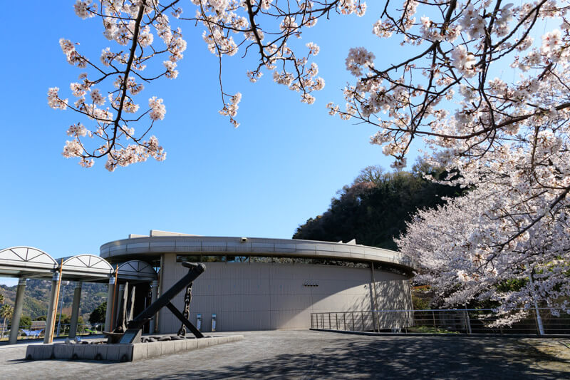 周防大島の桜 | 陸奥記念館