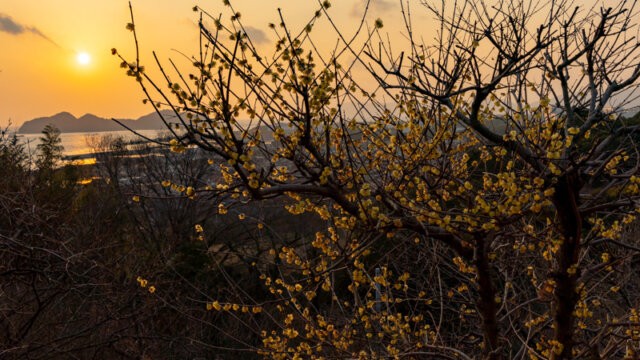 光冠山総合公園の蝋梅が夕日で輝く
