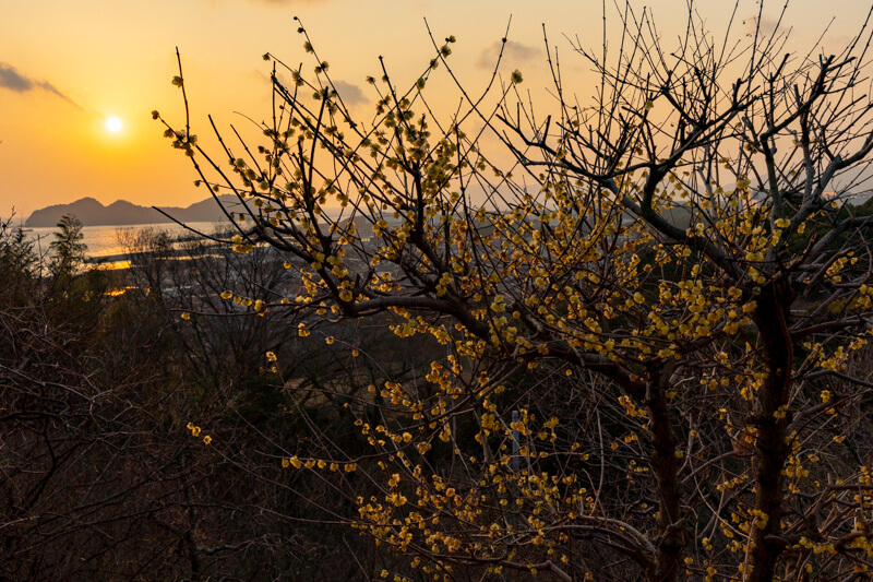 光冠山総合公園の蝋梅が夕日で輝く
