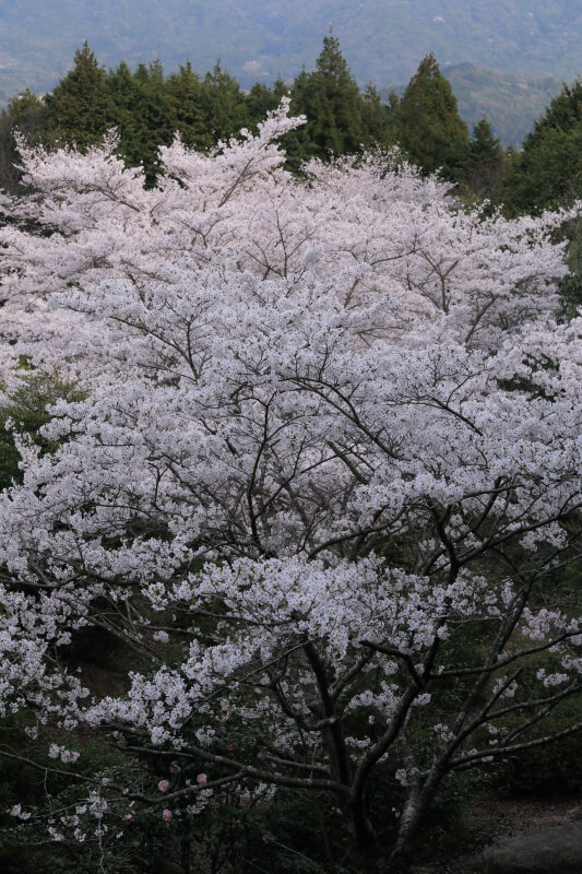防府市の桜 | 宇佐八幡宮のソメイヨシノ