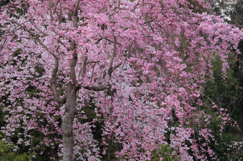 防府市の桜 | 宇佐八幡宮の紅枝垂れ桜