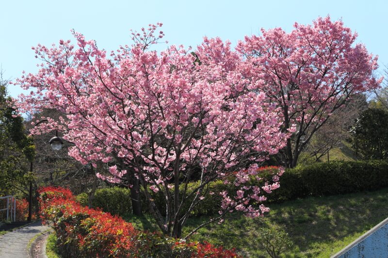 長門市の桜 | みすゞ公園の陽光桜