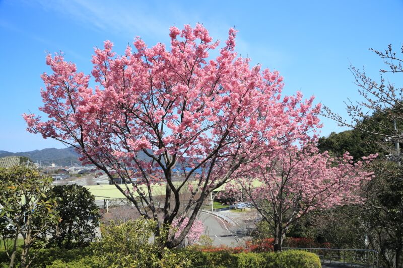 長門市の桜 | みすゞ公園の陽光桜