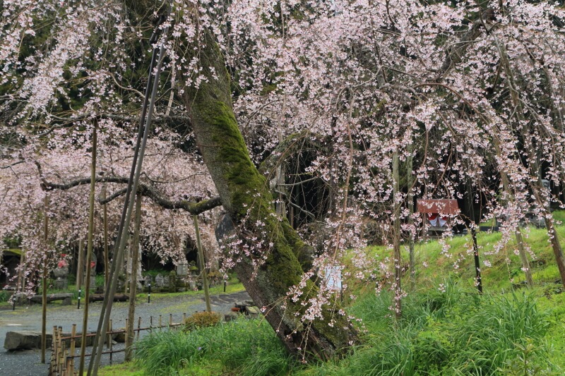 萩市の桜 | 南明寺の枝垂れ桜