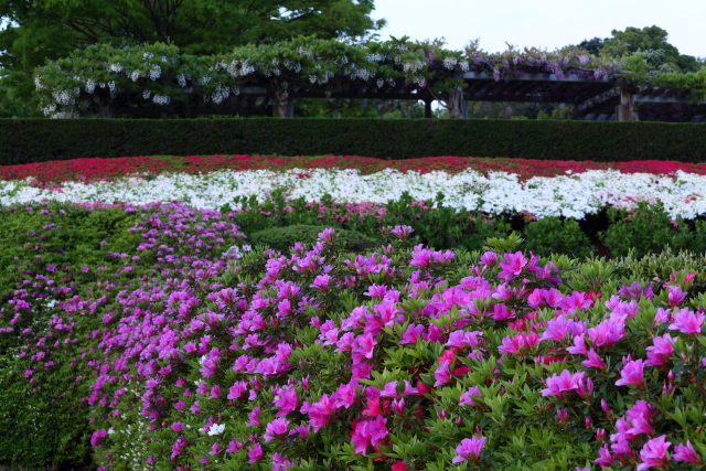 永源山公園でツツジと藤がキレイに咲いている様子