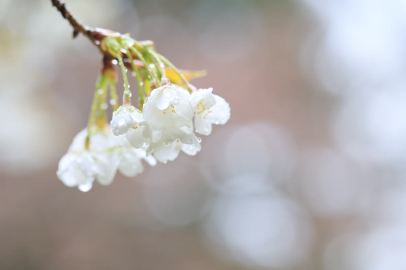 萩市の桜 | 萩城のミドリヨシノ