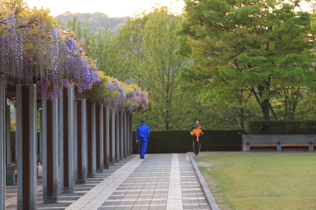 永源山公園で朝陽に輝く藤とランニングする人々