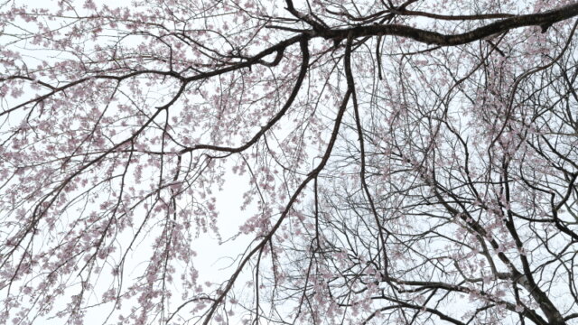 萩市の桜 | 萩城の桜