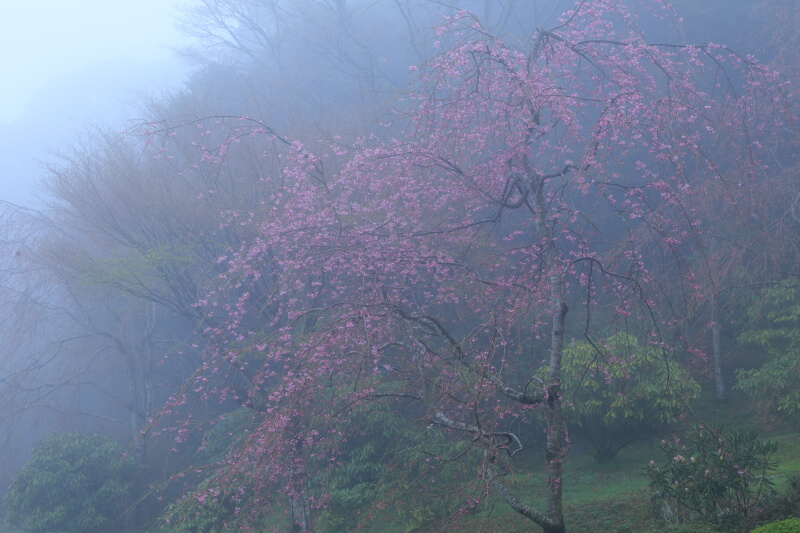 山口県の桜 | 美祢市・南原寺の紅枝垂桜が霧につつまれて幻想的