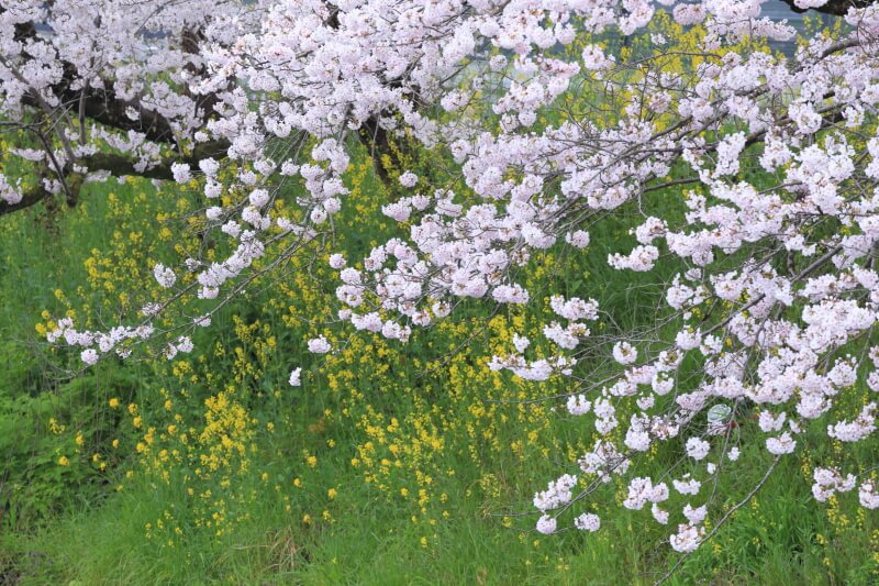 美祢市の桜 | 美祢さくら公園