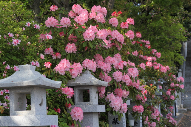 光市浅江神社の石楠花
