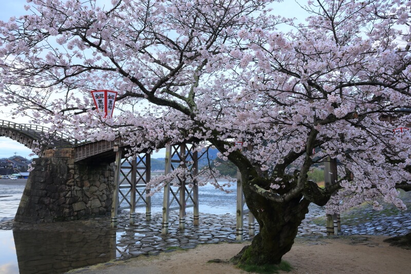 岩国市の桜 | 錦帯橋