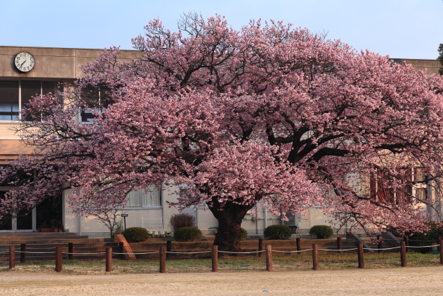 防府市の桜 | 向島小学校の蓬莱桜