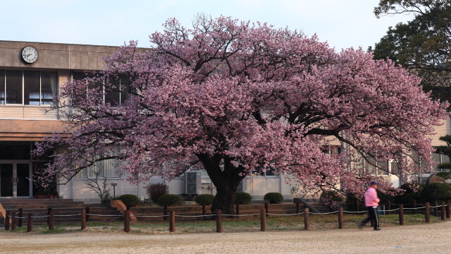 防府市の桜 | 向島小学校の蓬莱桜