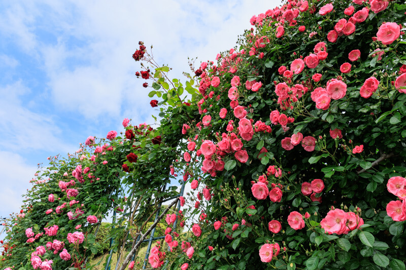 春のばら祭り | 冠山総合公園の薔薇