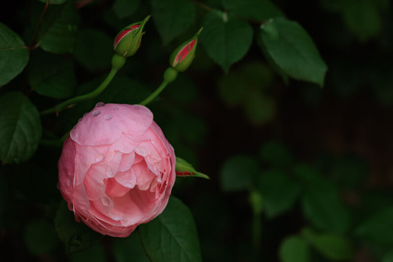 春のばら祭り | 冠山総合公園の薔薇