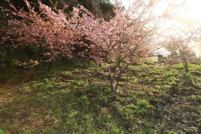周防大島小積の河津桜