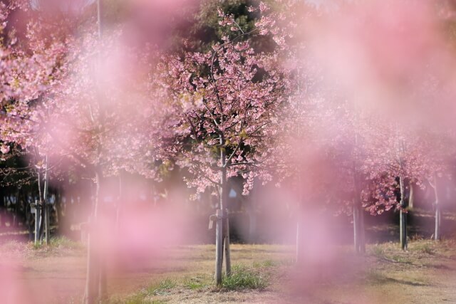 防府市新築地緑地公園の河津桜