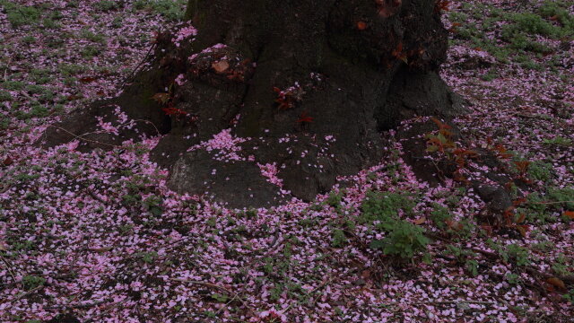 山口県防府市 | 向島小学校蓬莱桜 ピンクのじゅうたん
