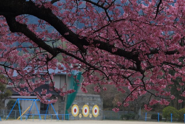 山口県防府市 | 向島小学校蓬莱桜 ピンクのじゅうたん