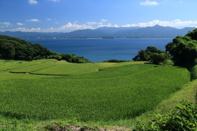 日本海をのぞむ絶景の棚田は防風林に守られている