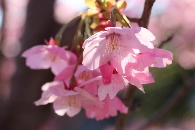 桜の花マクロ | 山口県周南市東川沿い