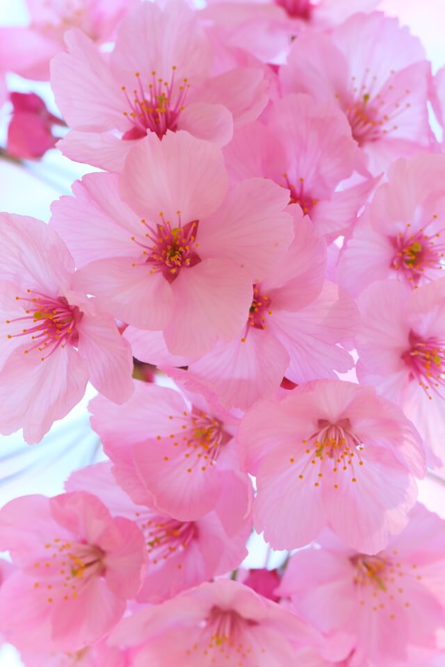 桜の花マクロ | 山口県周南市東川沿い