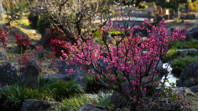 冠山総合公園日本庭園の紅梅