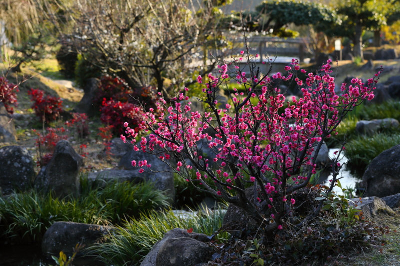 冠山総合公園日本庭園の紅梅
