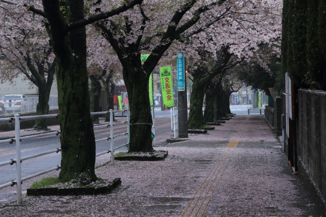 花散らしの雨 | 山口県周南市桜馬場