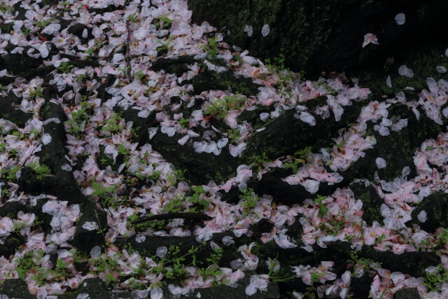 花散らしの雨 | 山口県周南市桜馬場