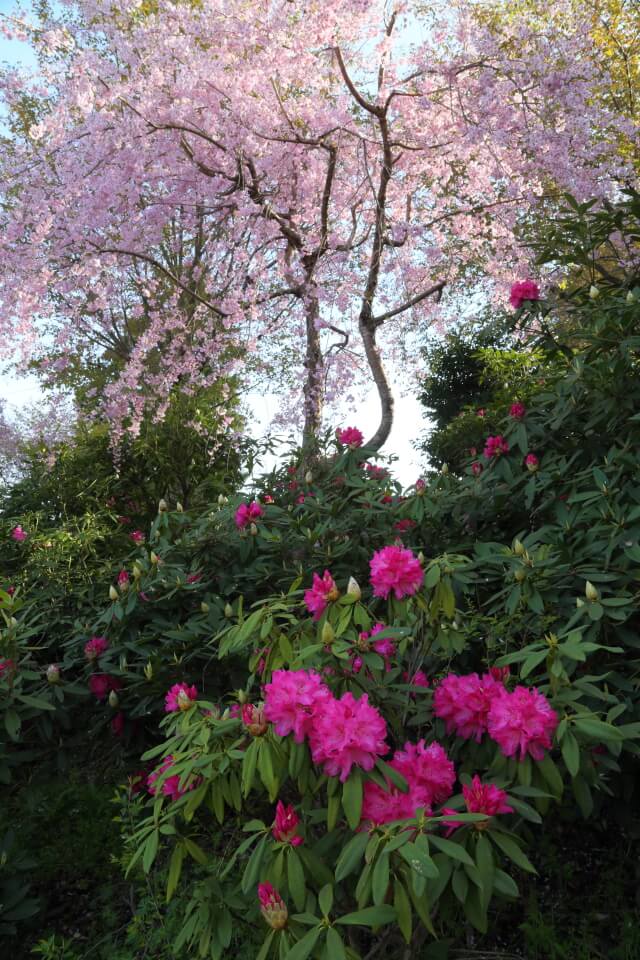 山口県防府市宇佐八幡宮の枝垂れ桜と石楠花