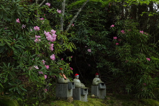 花の寺の石楠花 | 山口県山口市秋穂岩屋山地蔵院