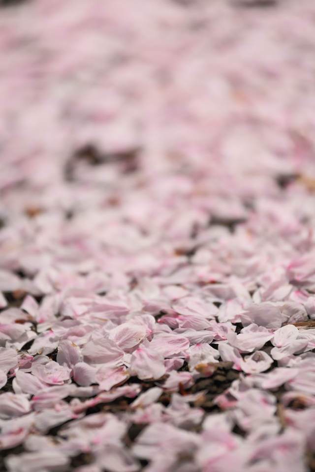 儚き美しさ | 山口県山口市中郷八幡宮の桜