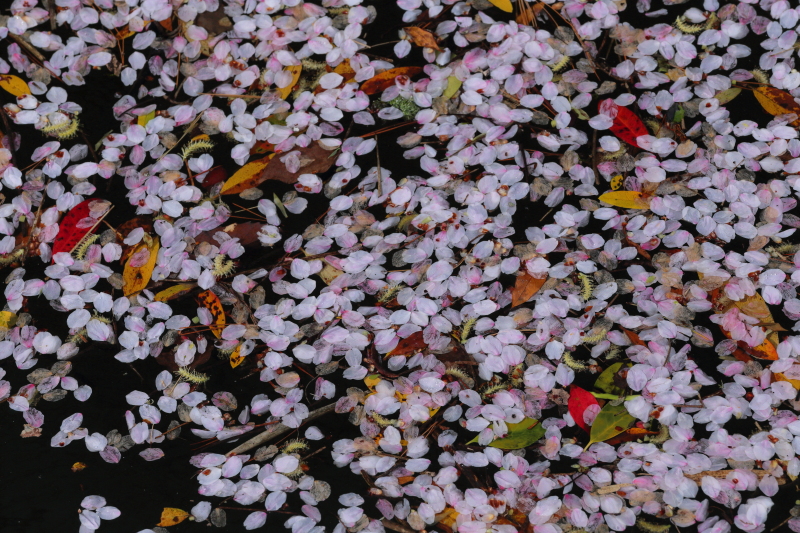 儚き美しさ | 山口県山口市の桜