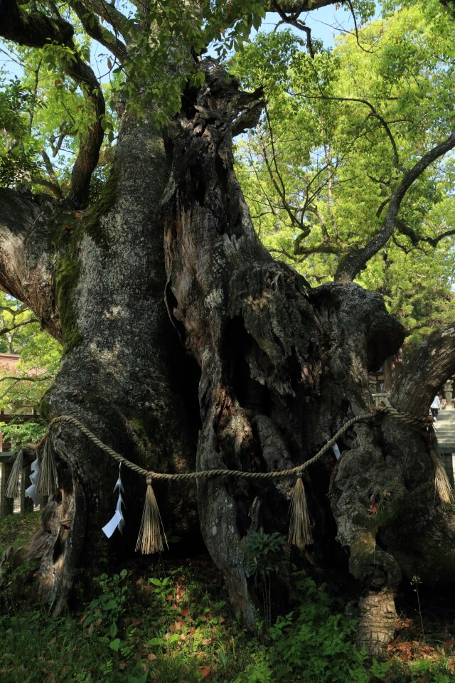 乎知命御手植えの楠 | 大三島の大山祇神社
