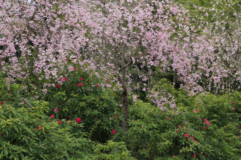 枝垂桜と石楠花 | 山口県防府市宇佐八幡宮
